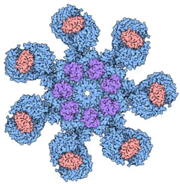 Apoptosome structure